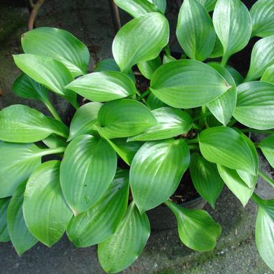 Hosta 'Small Parts'